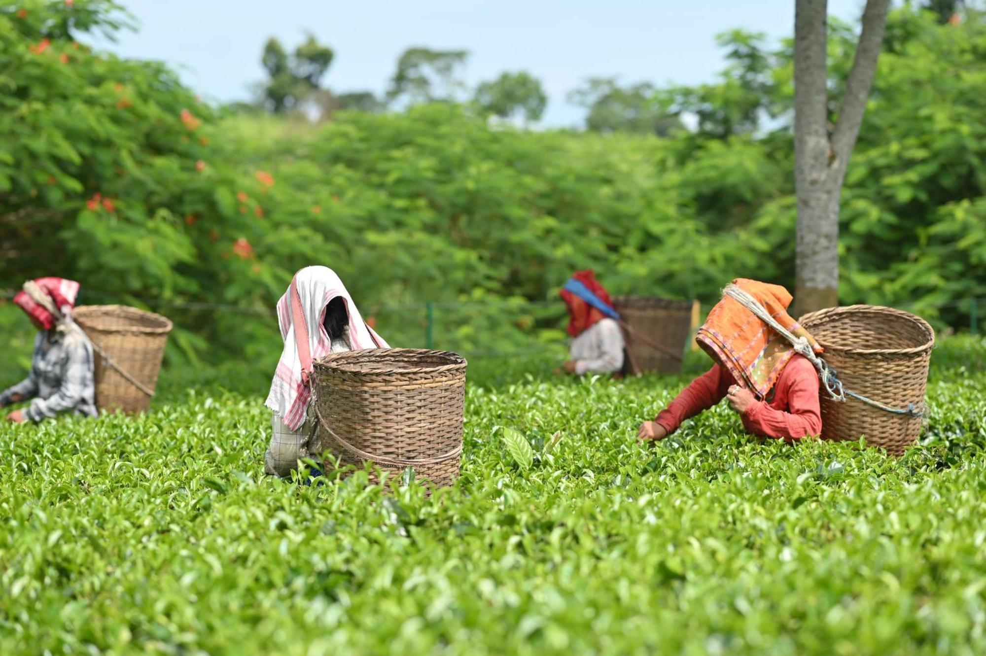Vaani Greens Wildlife Resort, Kaziranga Kuthari Dış mekan fotoğraf